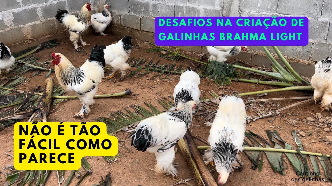 GALINHA BRAHMA : “Desafios na Criação de Galinhas Brahma Light: Não é Tão Fácil Quanto Parece!”
