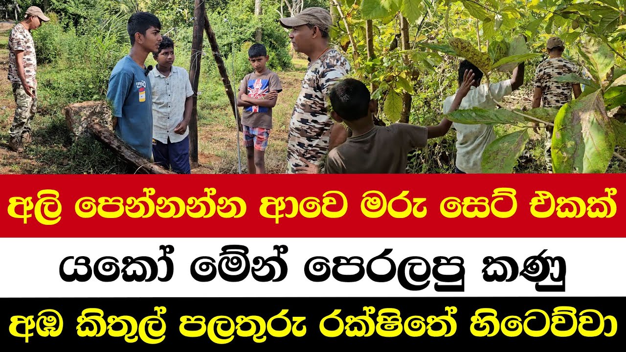 අලි පෙන්නන්න ආවෙ මරු සෙට් එකක් | යකෝ මේන් පෙරලපු කණු | අඹ කිතුල් පලතුරු රක්ෂිතේ හිටෙව්වා