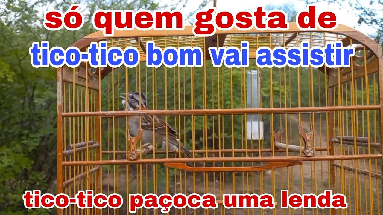 Esse v&iacute;deo &eacute; s&oacute; pra quem gosta de tico-tico de fibra 