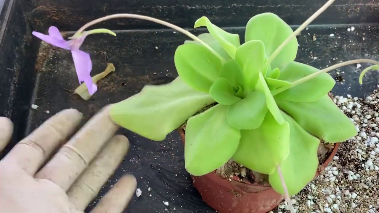 El mejor SUSTRATO para Pinguicula (hasta la fecha 🤣)