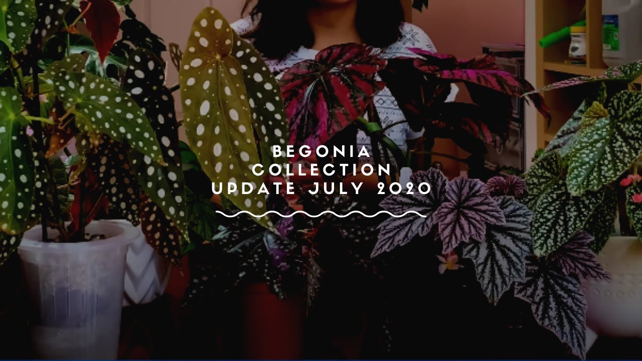 Begonia Collection update July 2020