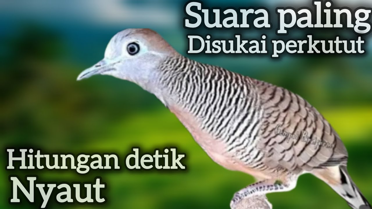 PERKUTUT LOKAL PANCINGAN PALING DISUKAI BIKIN NYAUT BUNYI GACOR. 
