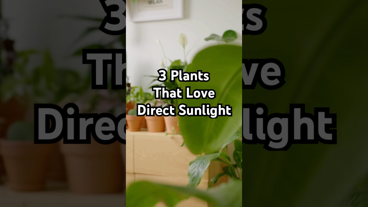 These 3 Plants Love Direct Sunlight 🪴☀️ 