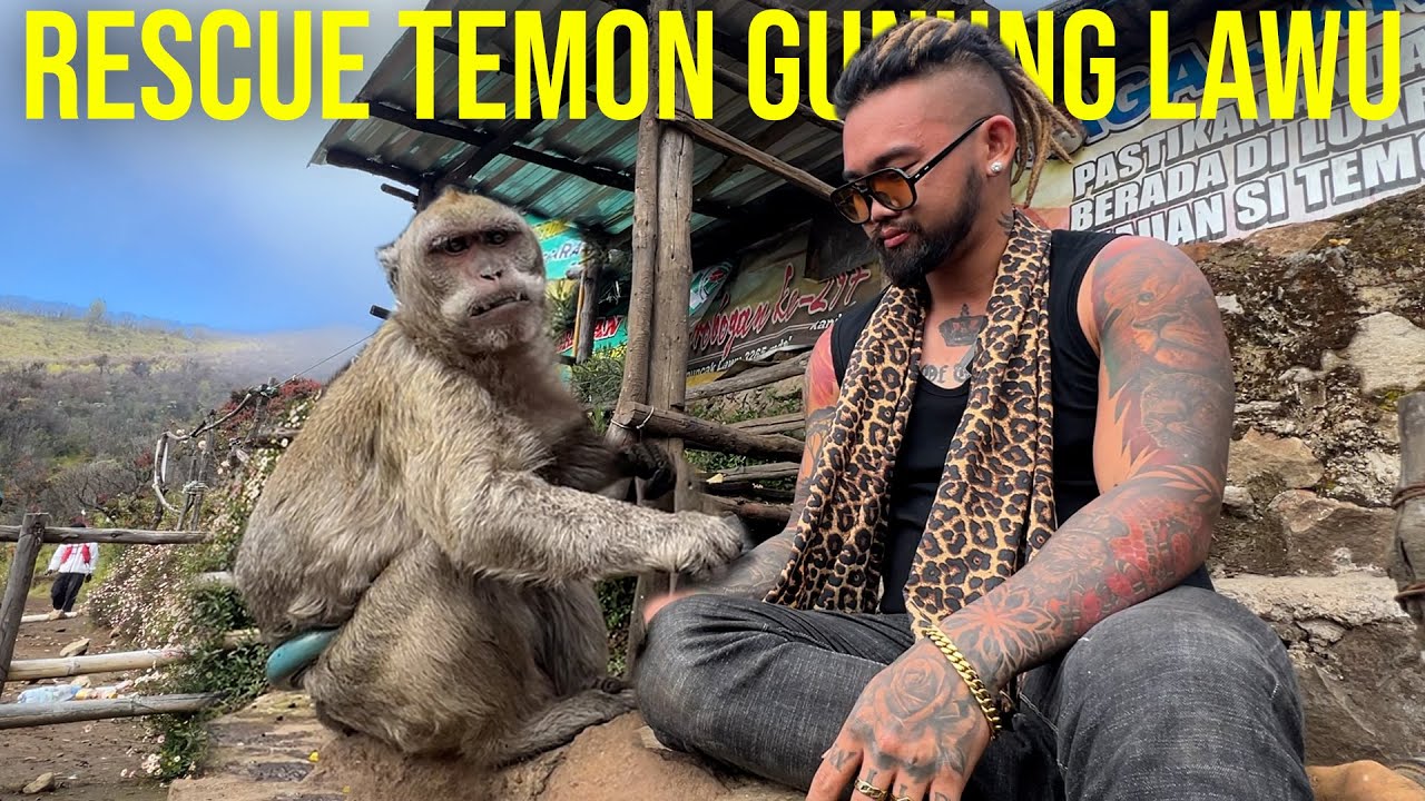 RESCUE TEMON MONYET GUNUNG LAWU DI WARUNG TERTINGGI DI INDONESIA!! 3265MDPL #KINGOFTHEJUNGLE