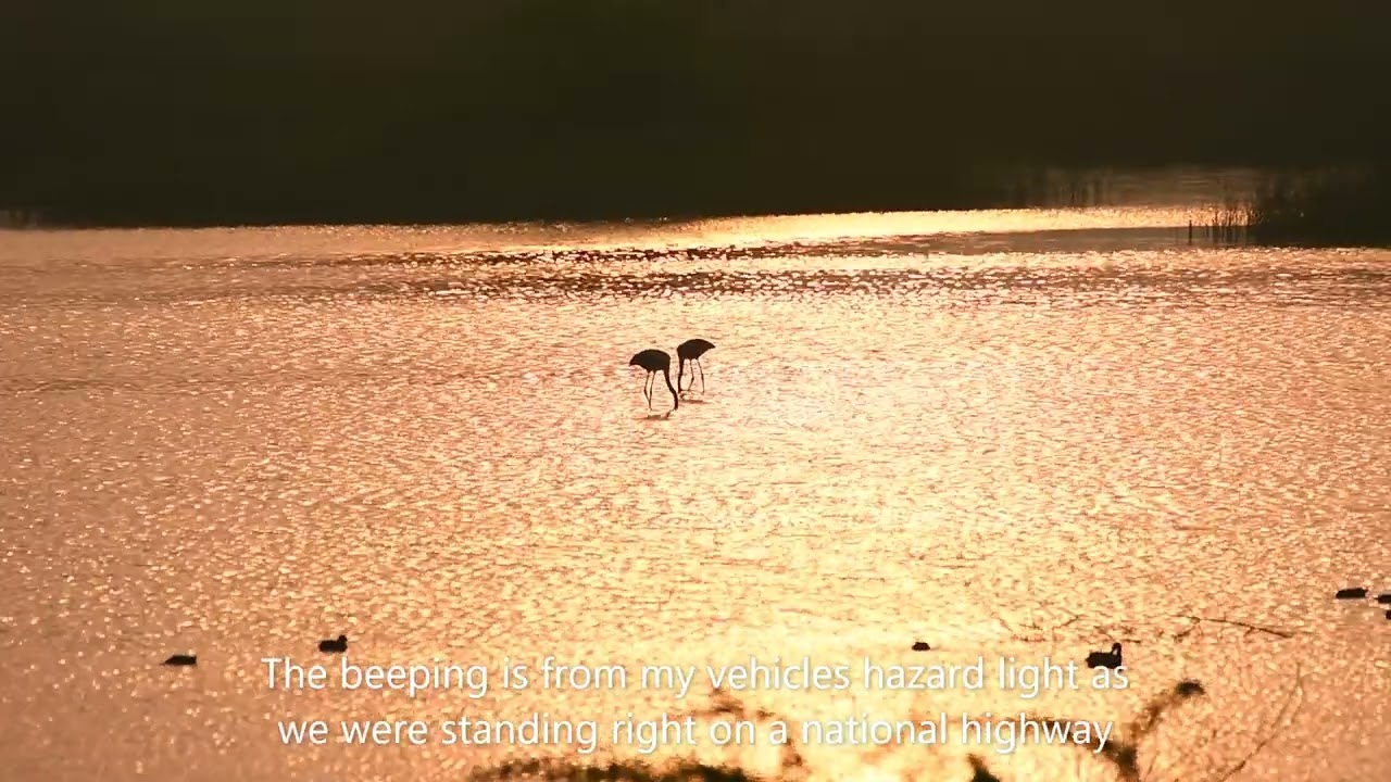 Flamingos foraging in wetlands of Banni Grasslands, Kutch
