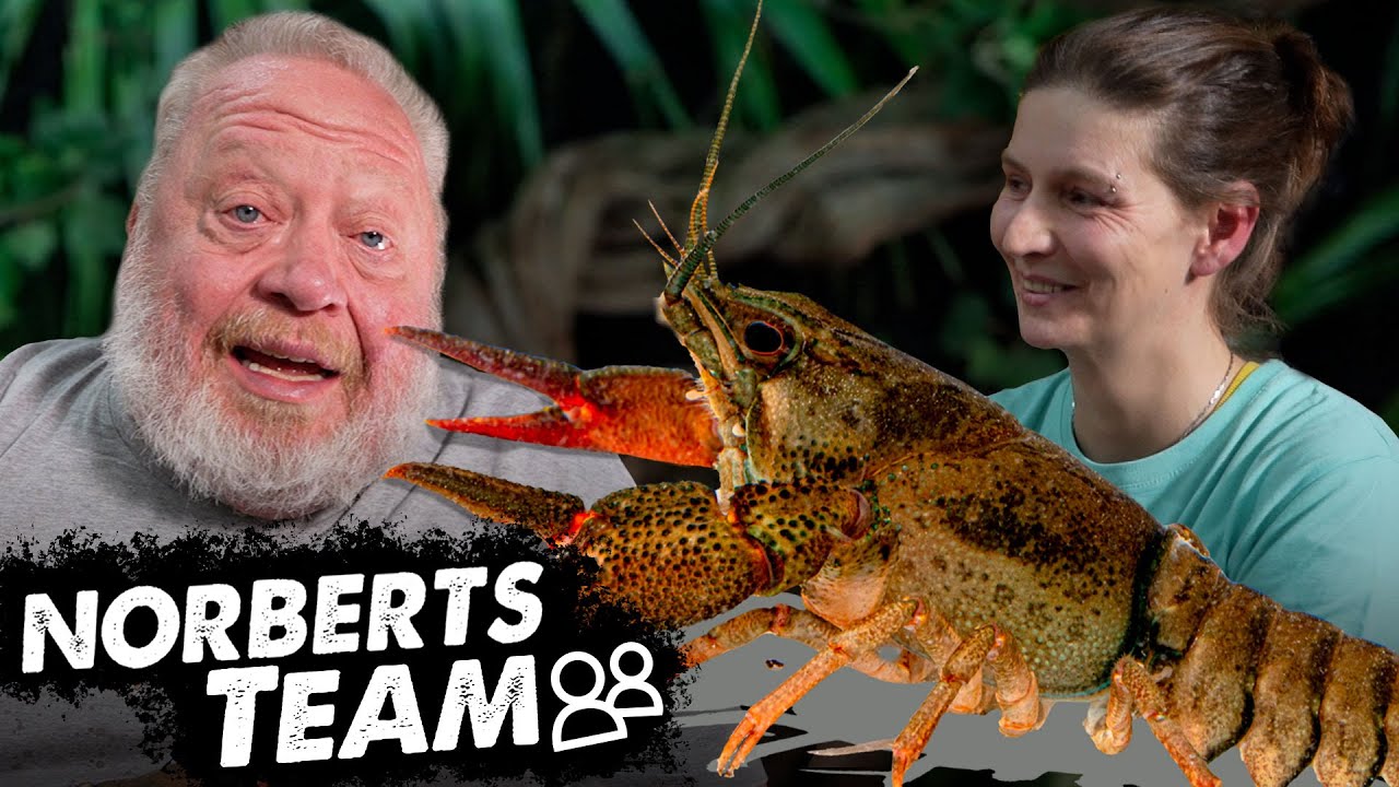 EUROPÄISCHE SCHÄTZE | NORBERTS TEAM| Zoo Zajac