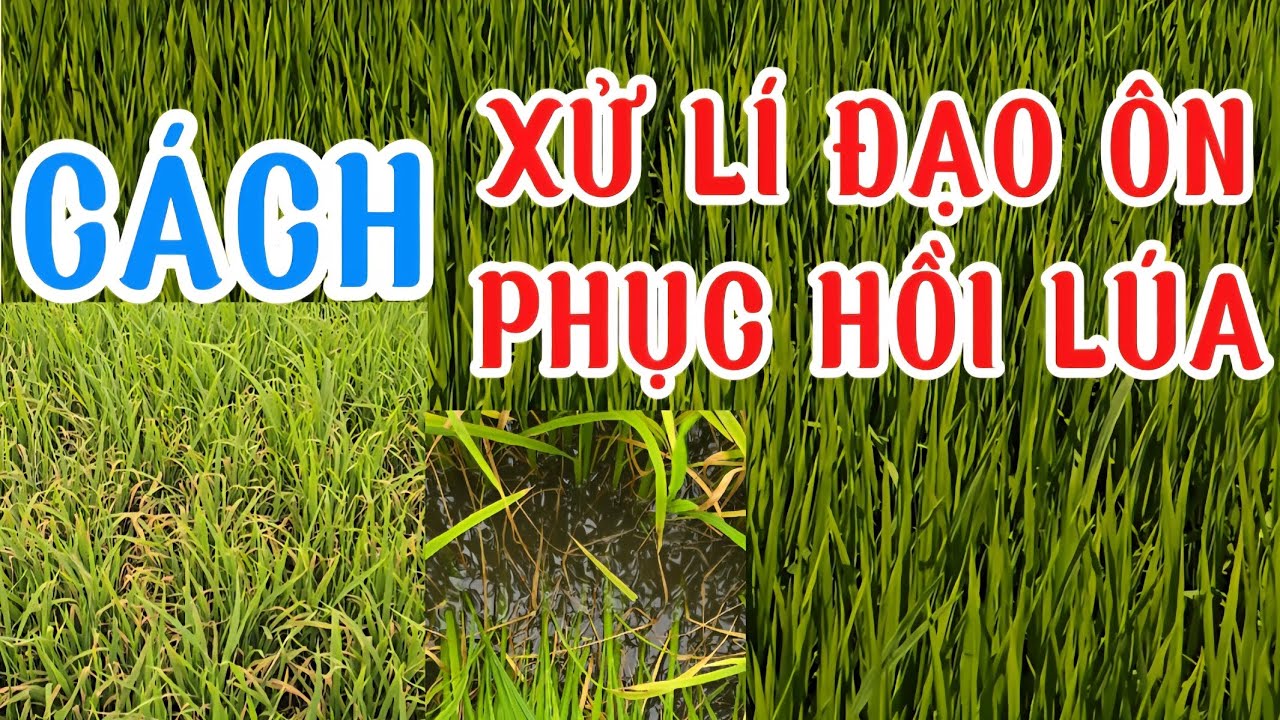 XỬ LÍ ĐẠO ÔN-ĐẠO ÔN SỤP MẶT, CÁCH RẢI PHÂN PHỤC HỒI LÚA BỊ ĐẠO ÔN#quytrìnhifarm 