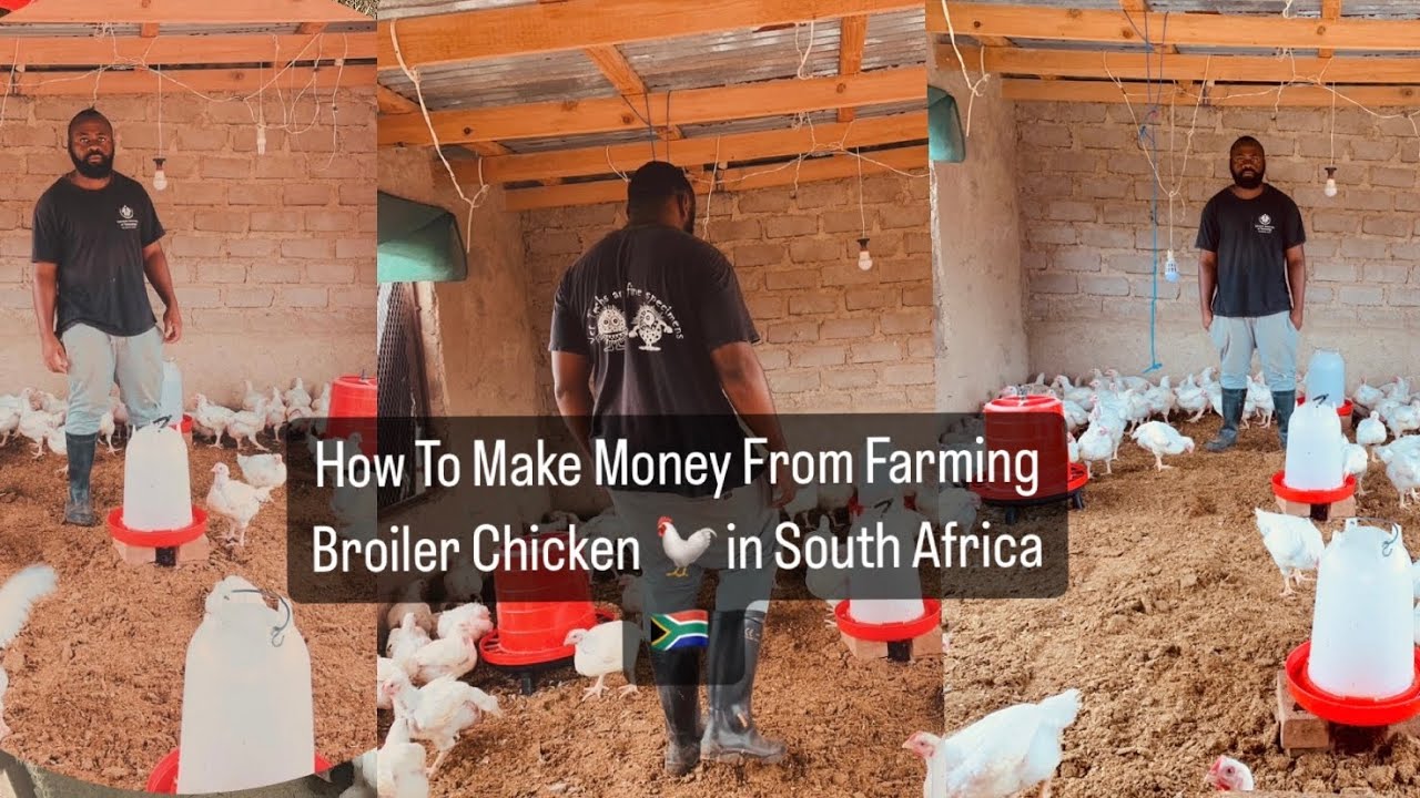 How to sell your chicken and make R1 800 a day in South Africa 🇿🇦 | challenges of broiler farming