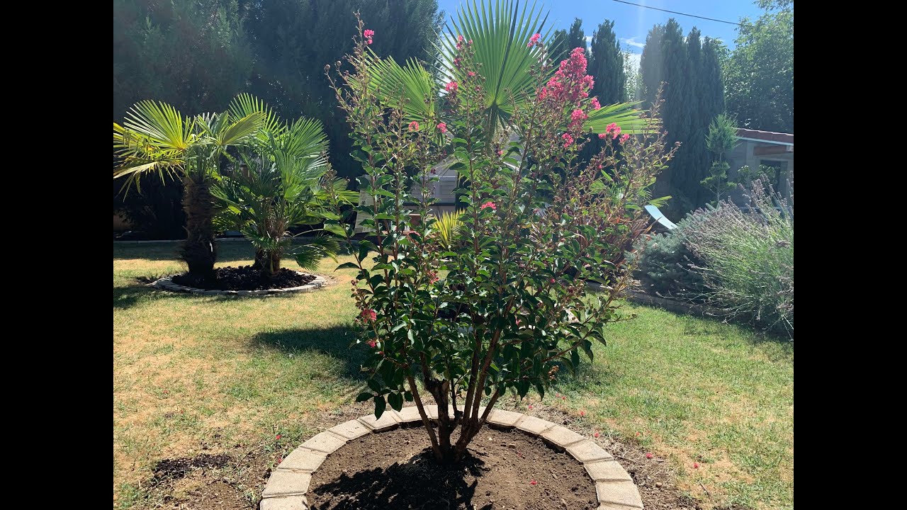 plantation lilas des indes , lagerstroemia 