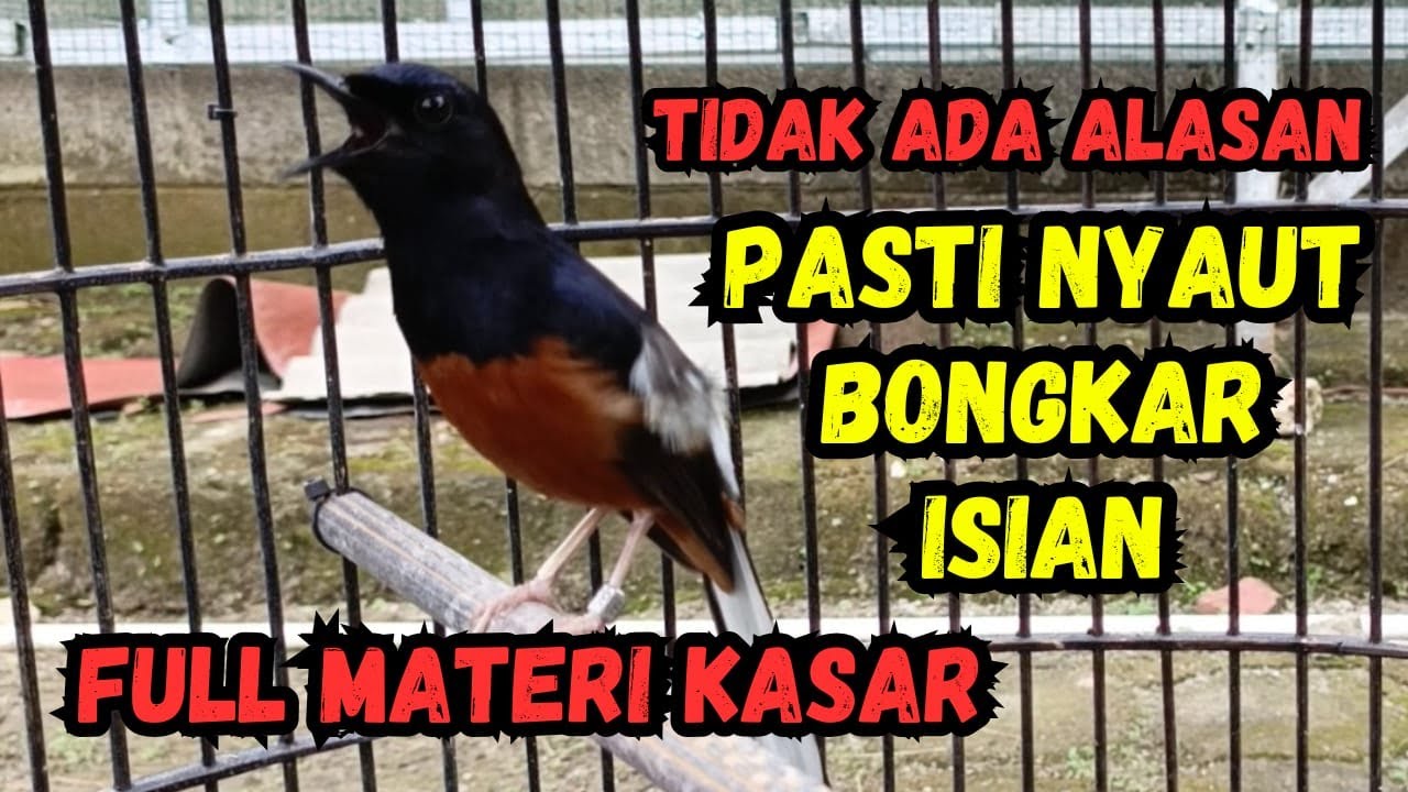 PUTAR PAGI & SORE PANCINGAN MURAI BATU GACOR 100% AMPUH BUAT PANCINGAN MURAI BATU CEPAT BUNYI