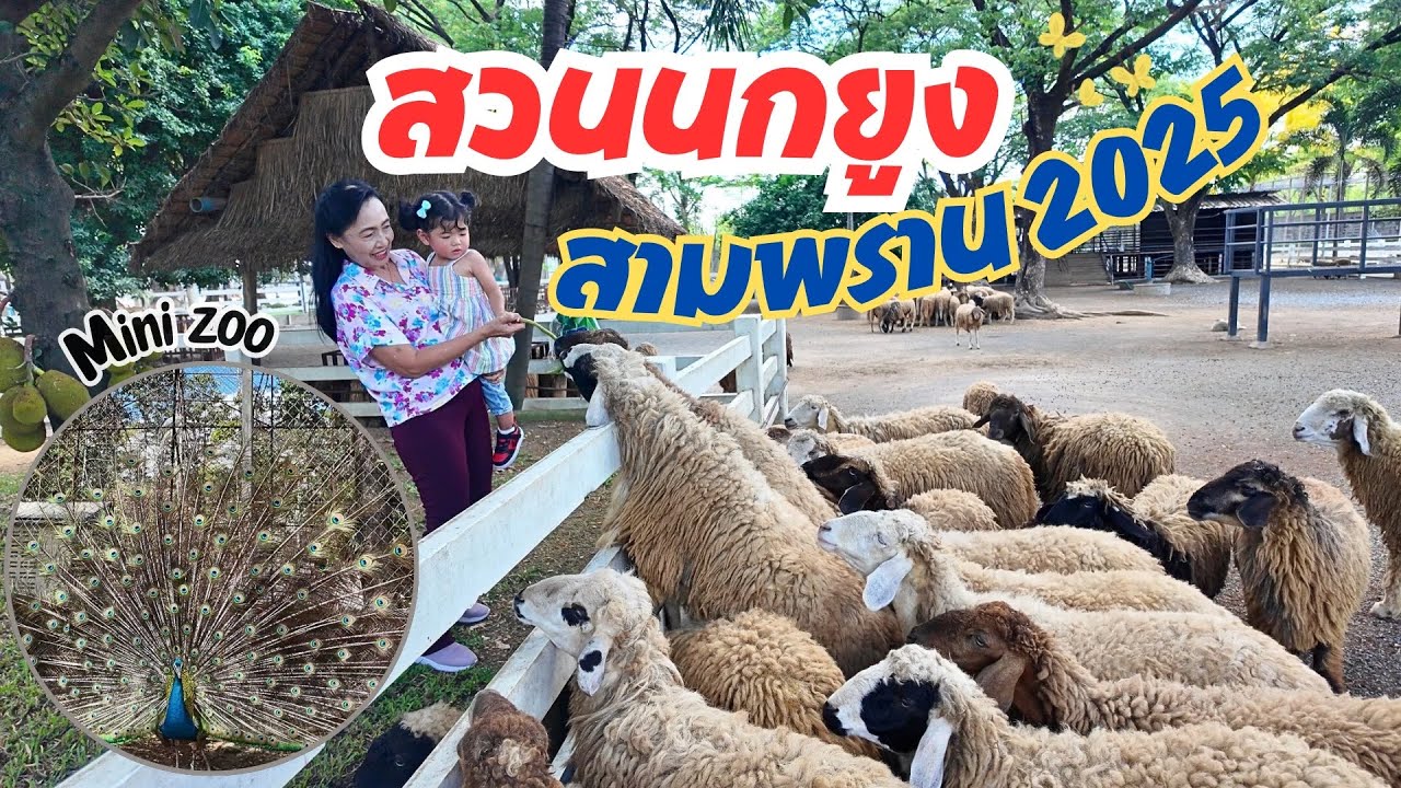 เที่ยวสวนนกยูงสามพราน นครปฐม 2025 🦚มีฟาร์มแกะ🐑กวางดาว🦌สวนร่มรื่นมาก🌳