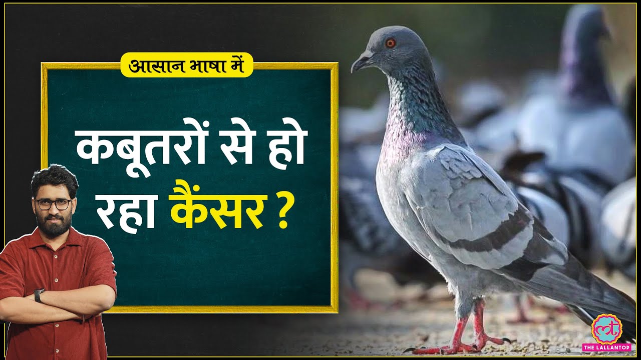 कबूतरों से Cancer और दमे का सच, Lungs पर कैसा असर? | Pigeon | Aasan Bhasha Mein