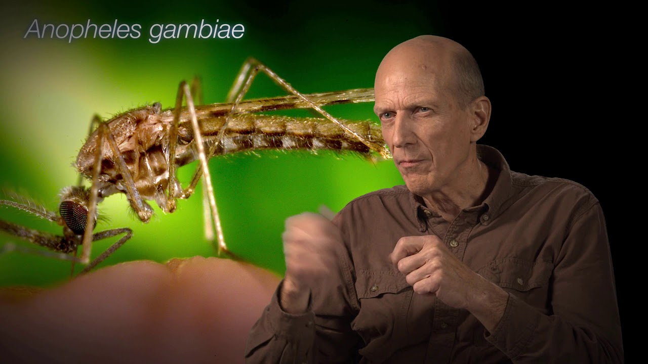 Jim Gathany Scientific Photographer