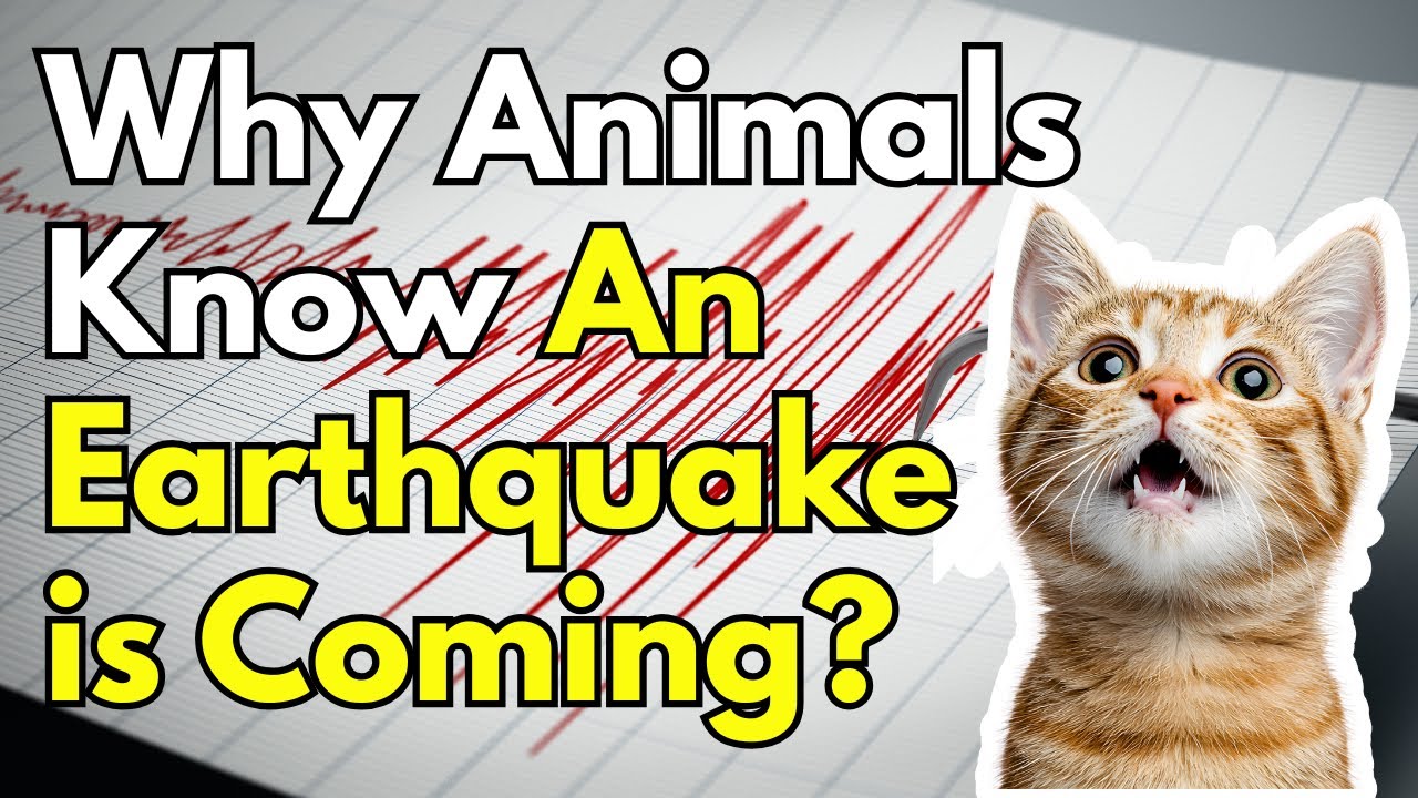 Why Animals Know An Earthquake is Coming (Before We Do)