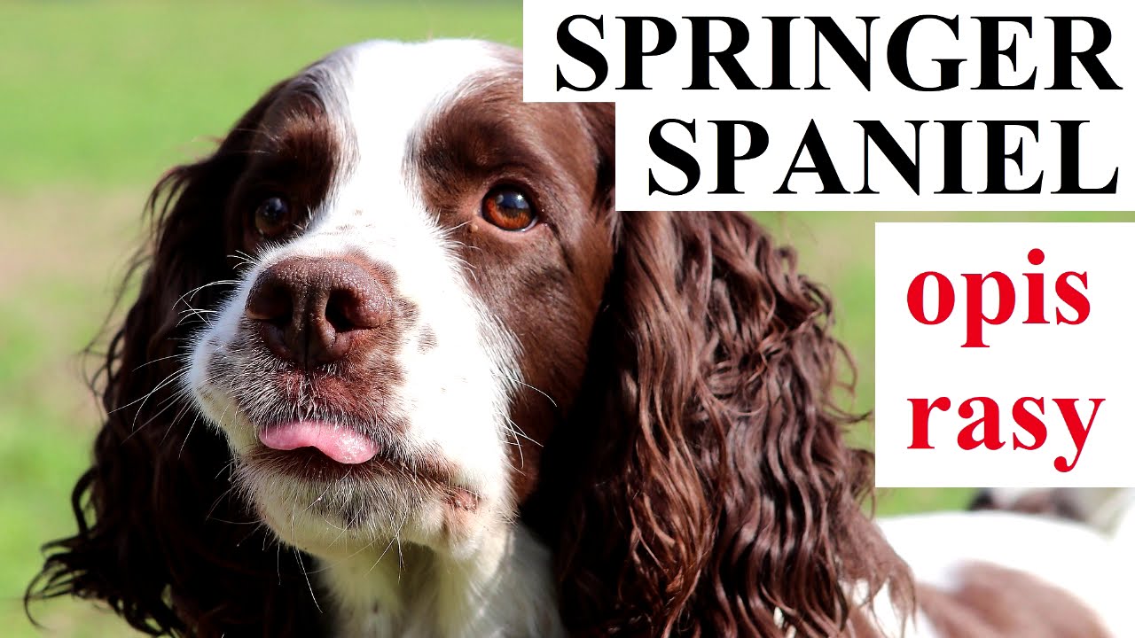SPRINGER SPANIEL - OPIS RASY, charakter, zdrowie, historia, wady i zalety
