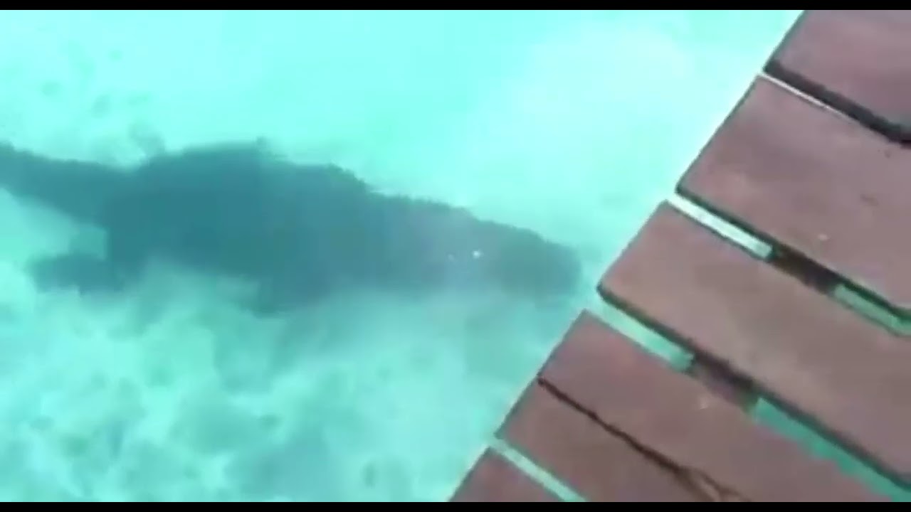 Cocodrilo es captado en las aguas de la laguna de Bacalar Quintana Roo