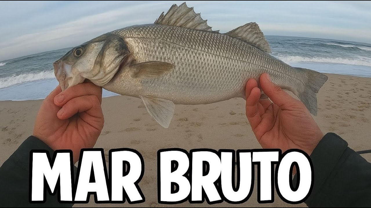 SURFCASTING - MAR BRUTO PEIXE BRUTO