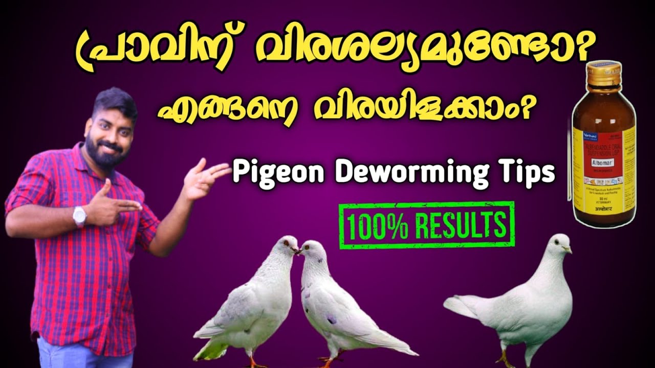 Deworming Pigeon Malayalam l പ്രാവിനെ വിരയിളക്കുന്നതെങ്ങനെ l Deworm l Detail Explanation Deworming