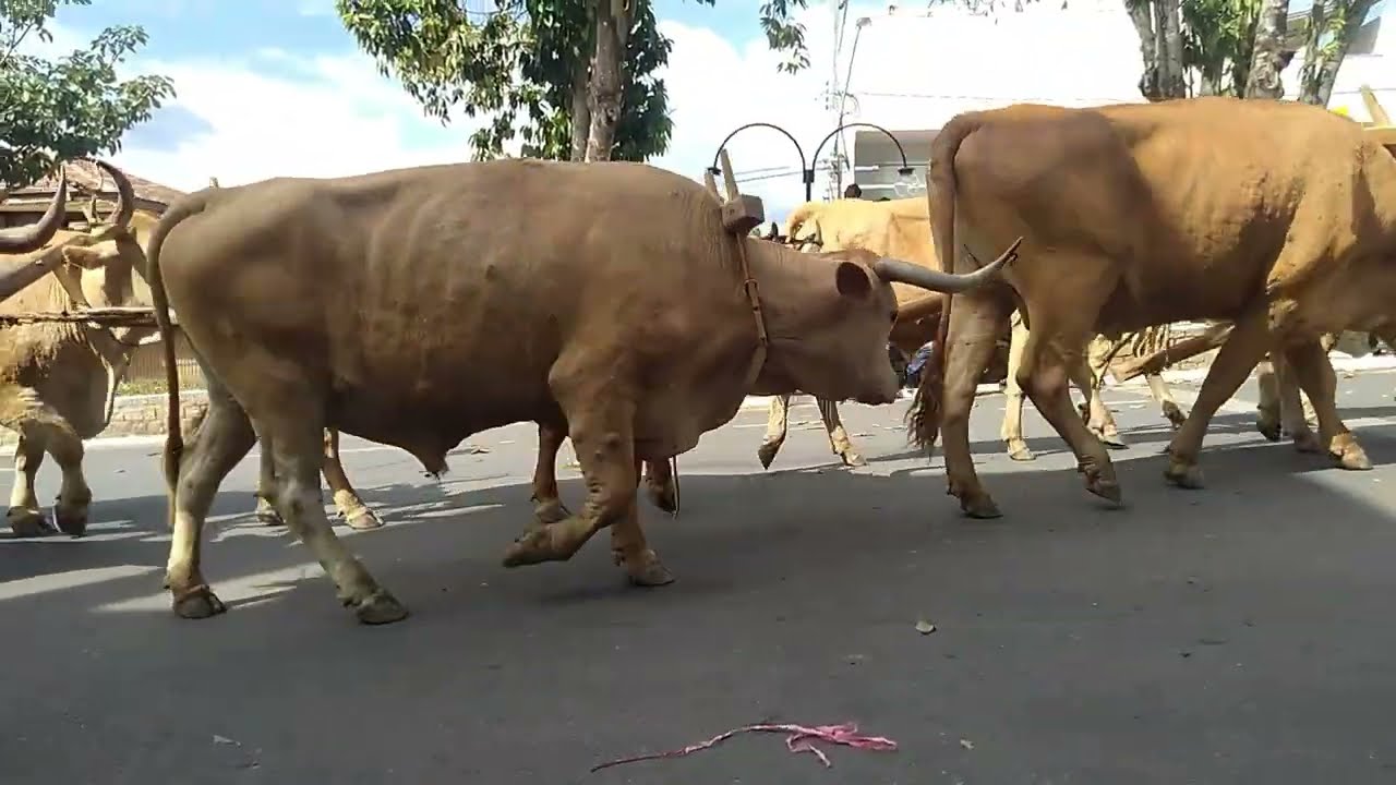 40 carros de boi no aniversário de 112 anos de Passa Tempo MG