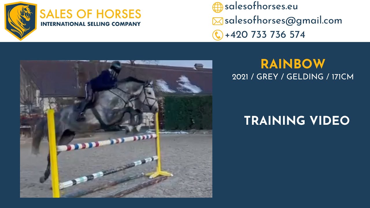 **QUALITY DERBY HUNTER PROSPECT** 2021 gelding by Cornet Obolensky