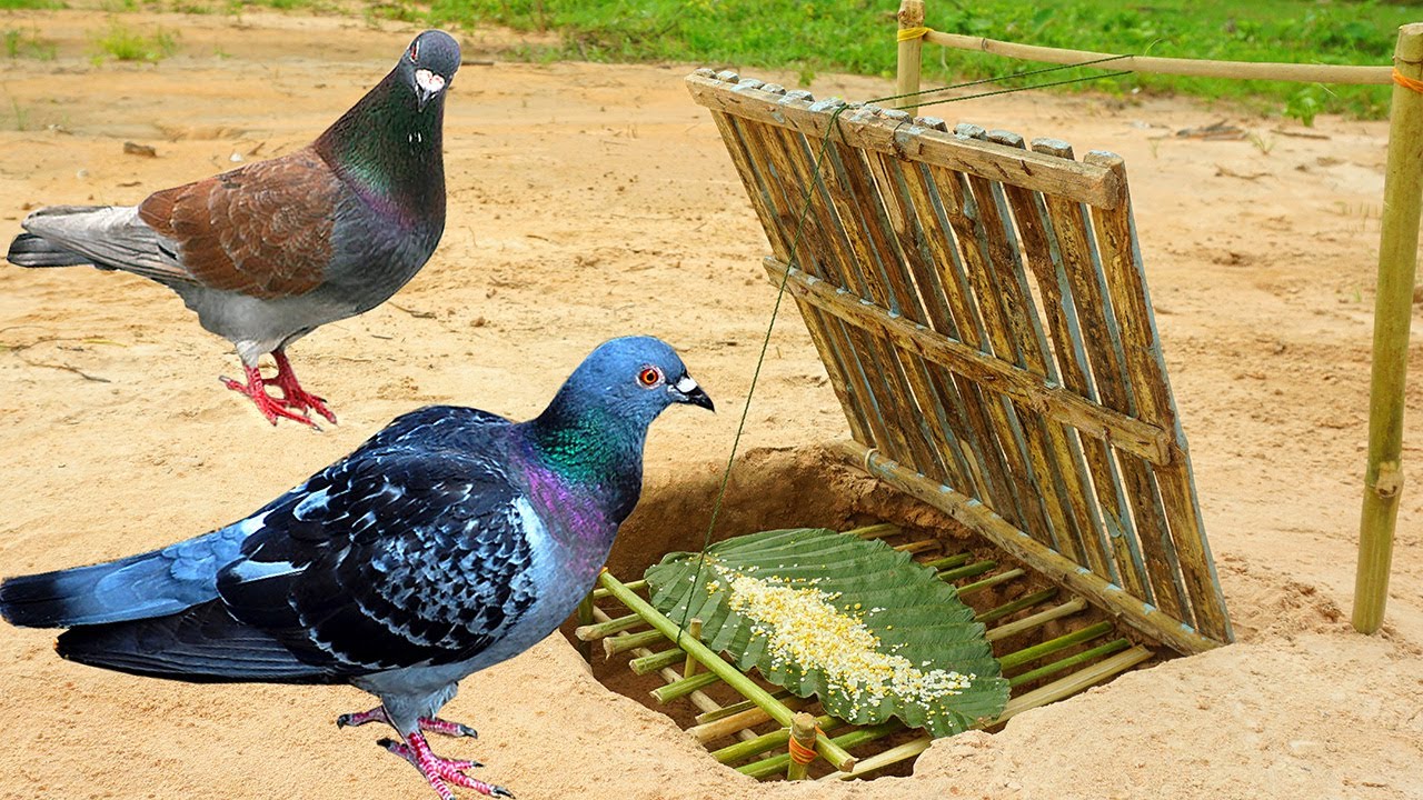 Amazing Quick Bird Trap Technology Using Bamboo With Deep Hole - Easy Bird Trap