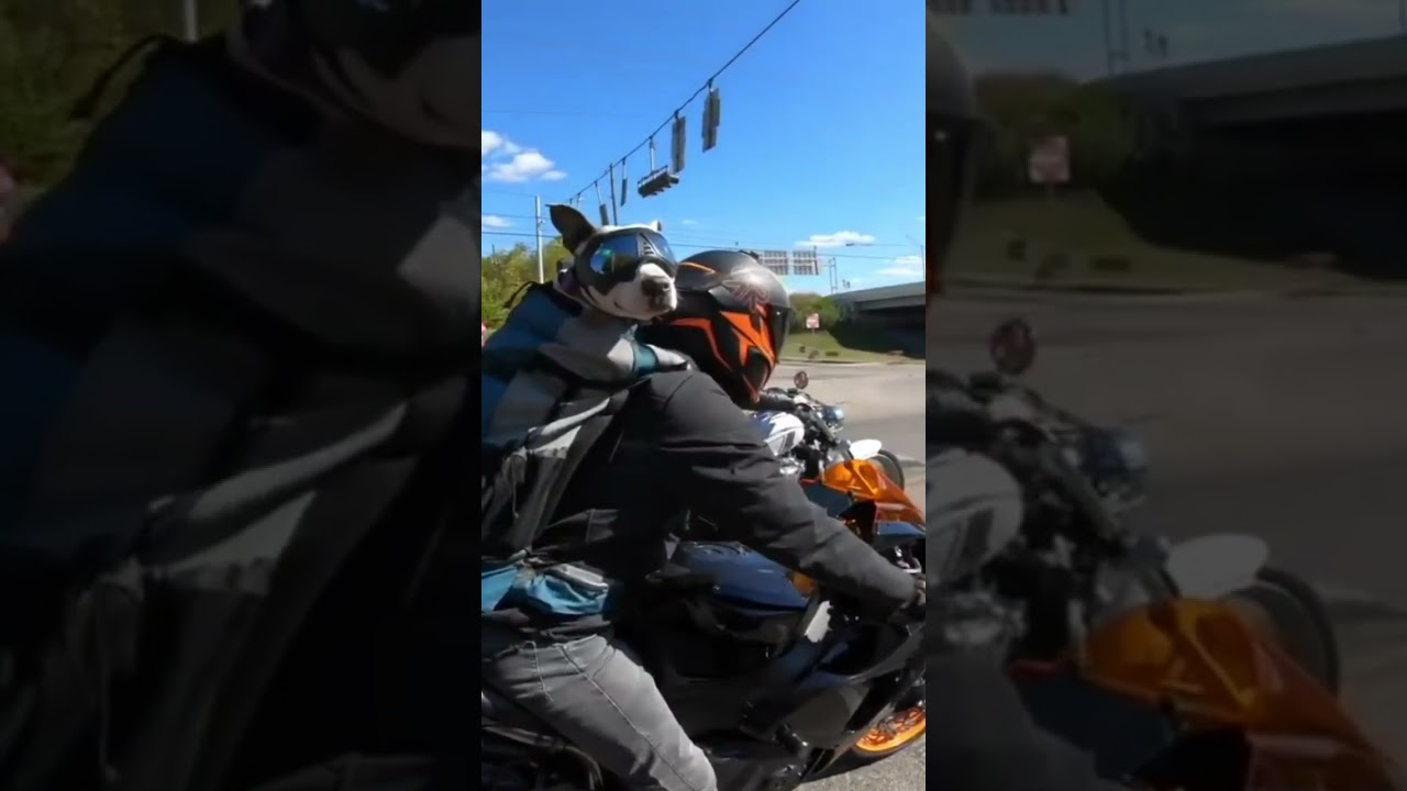 Dog riding motorcycle😳