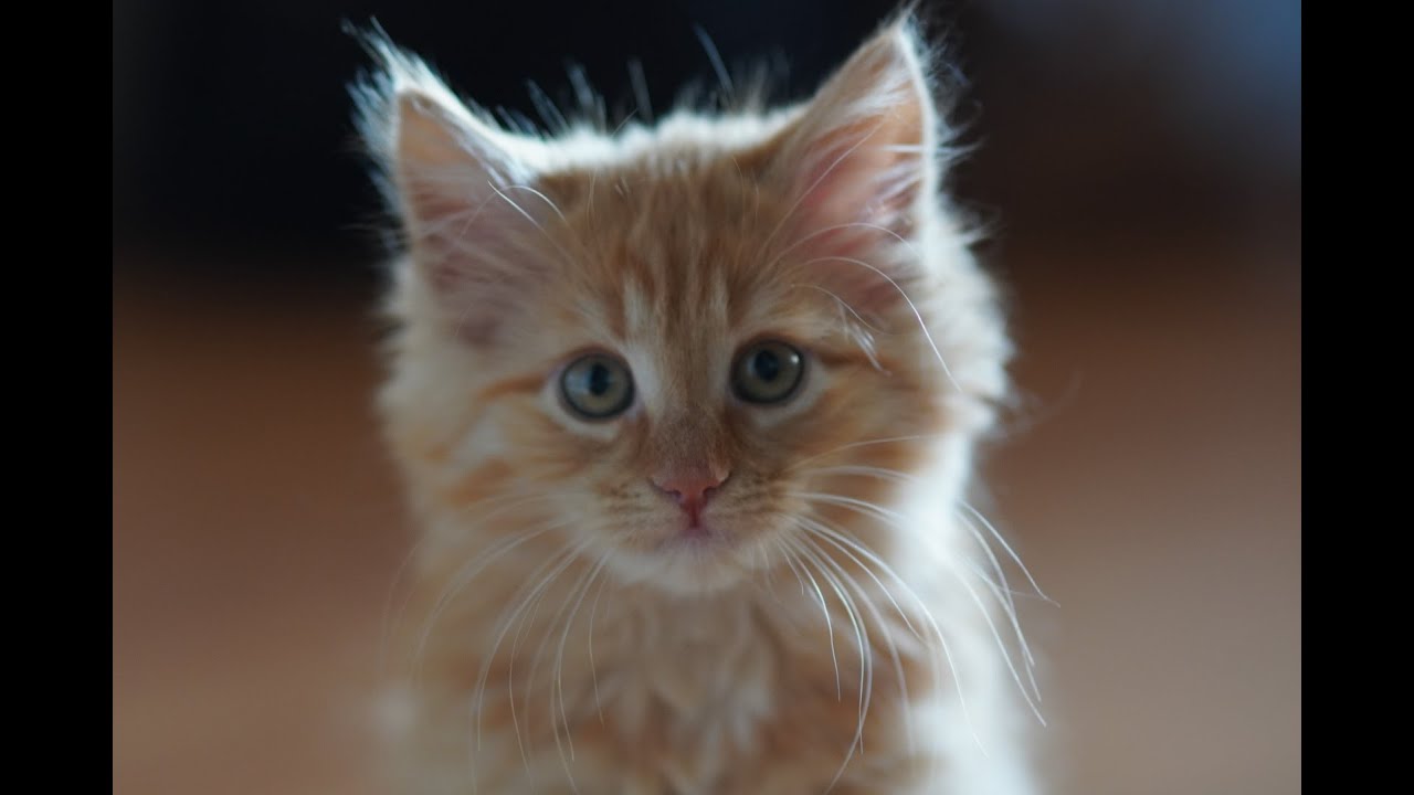 Sony a6400 Animal Eye Autofocus!