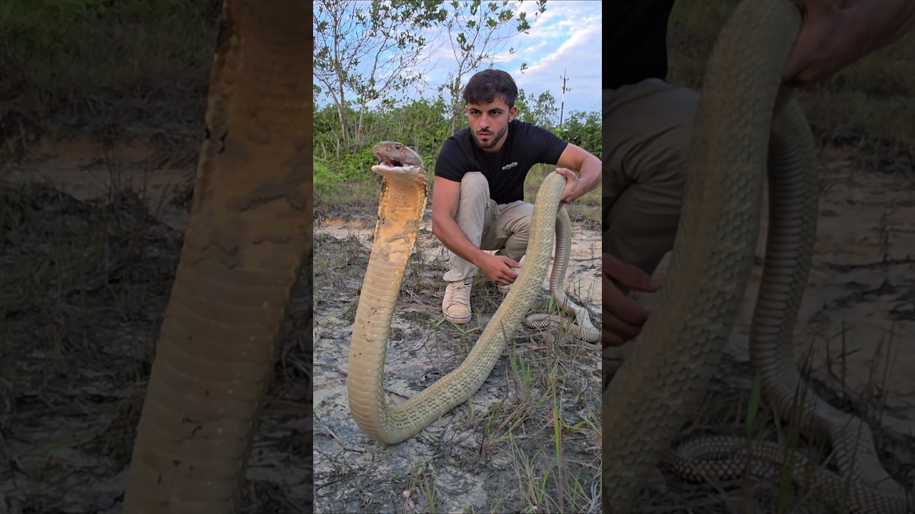 Как обращаться с королевской коброй!? 🐍