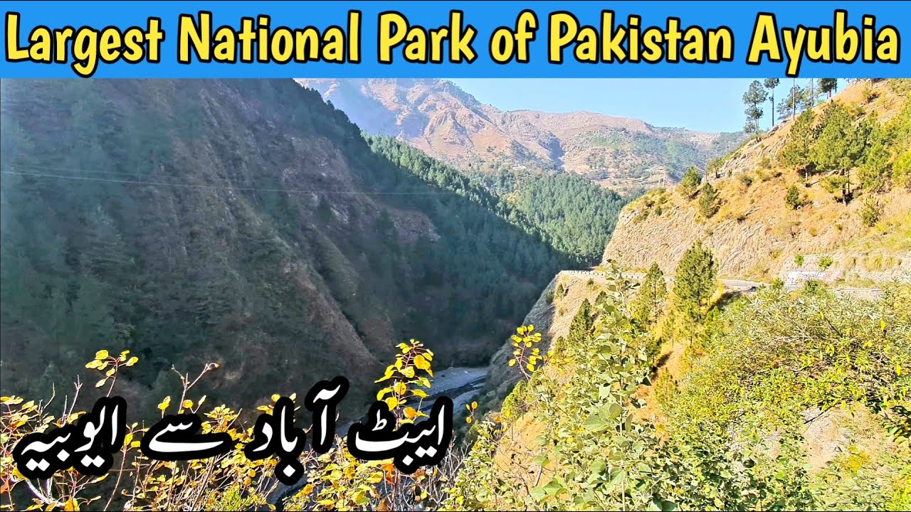 Abbottabad to Ayubia | Ayubia National Park | Most scenic national park Ayubia