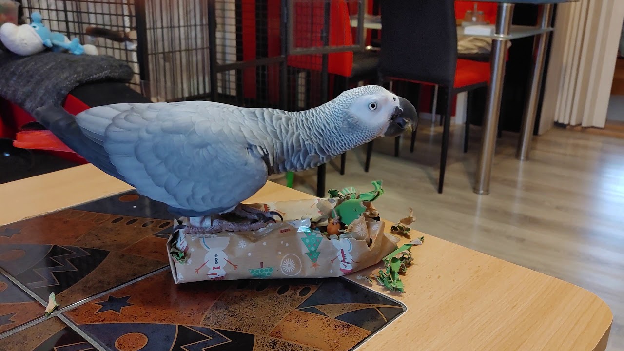 Žako Bertík a rozbalovaní dárku