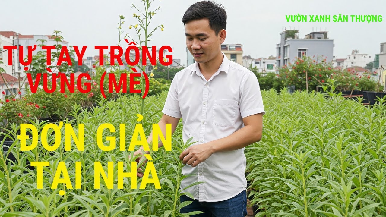 Tự tay trồng Vừng (Mè) đơn giản tại nhà