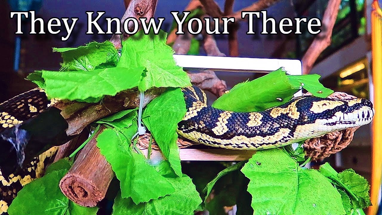 Being Present With Your Snakes