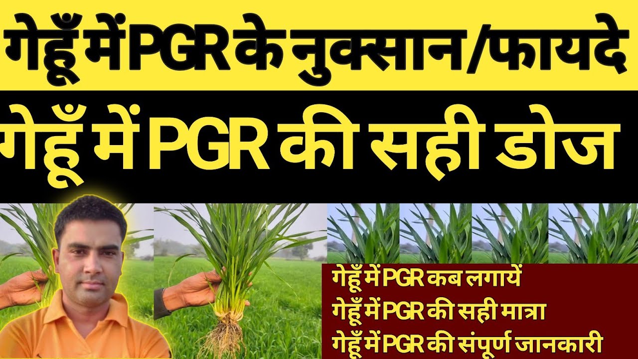 गेहूँ में PGR की सही डोज | गेहूँ में pgr के नुक्सान और फायदे| application of pgr in wheat | 