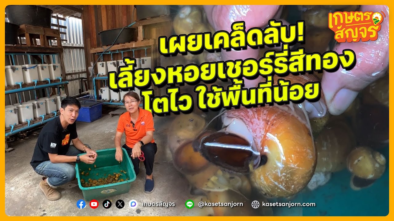 เผยเคล็ดลับ! เลี้ยงหอยเชอร์รี่สีทอง โตไว ใช้พื้นที่น้อย | เกษตรสัญจร