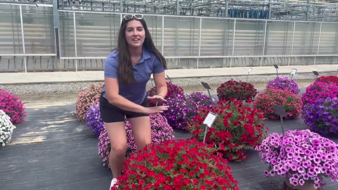 Petunias at Lucas Greenhouse's 2025 Summer Trials