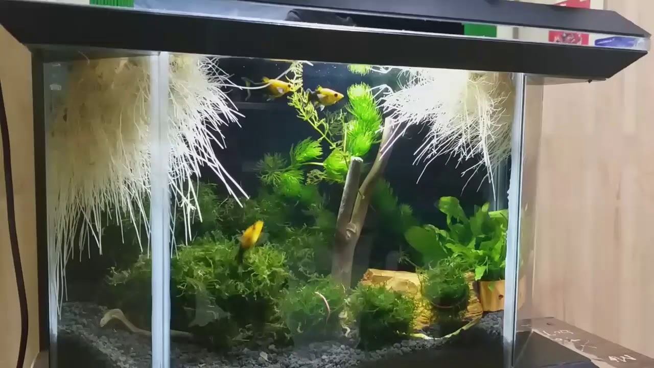 Akar ubi jalar di aquarium setelah 3 minggu