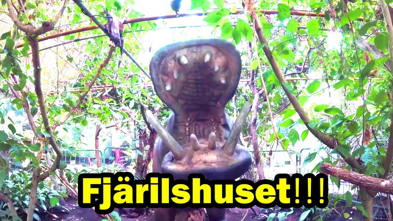 Fjärilar är läskiga och krockodal....