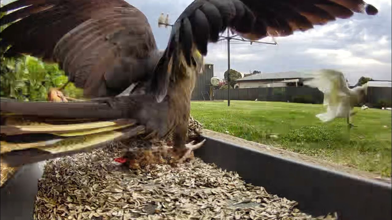 Australian Bird Feeder cam | 5/2/26  | yellow tail black cockatoos | galahs | lorikeets | cat tv |