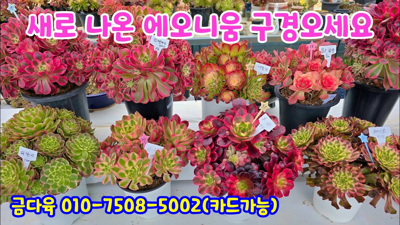 250309📍#금다육 오색빛철화 까멜리아 엘레강스 안나금 캔디 소화금 매금장미 아이리스 유리꽃 붉은끝동 애둘린