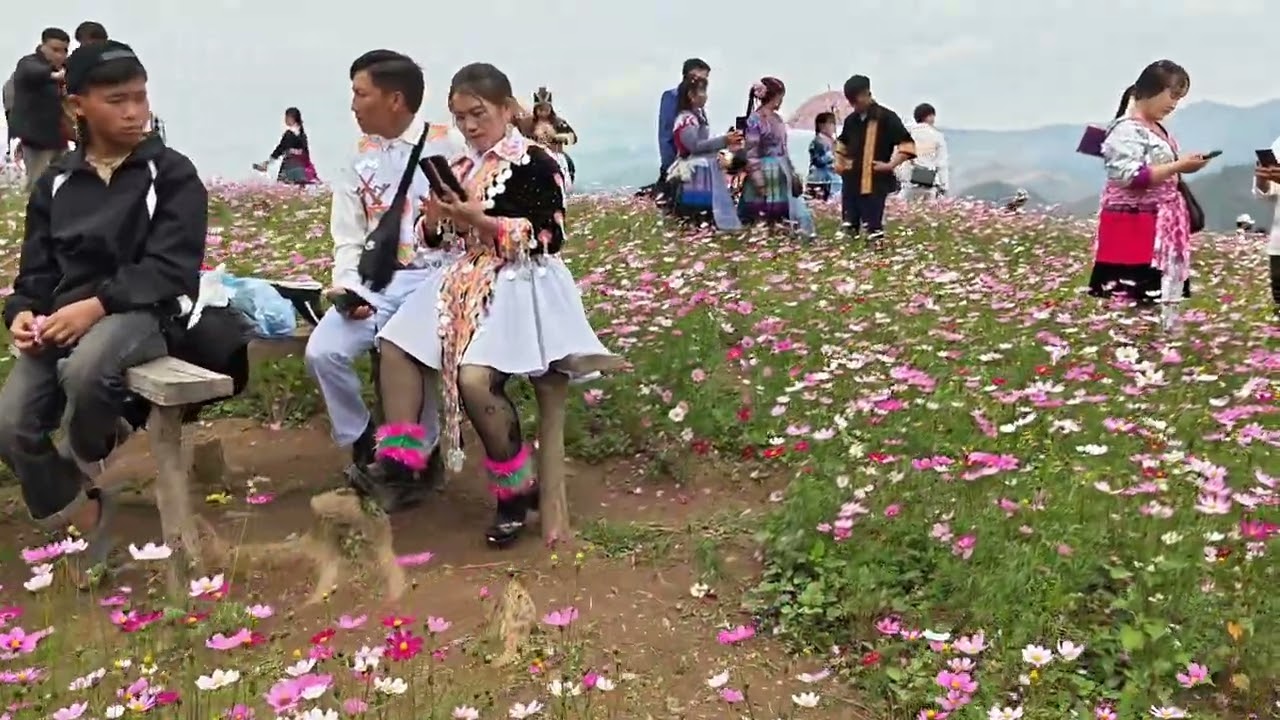 Mus Ncis Saib Tshav Pob Laj Laj Pwv Lom Zem Heev li