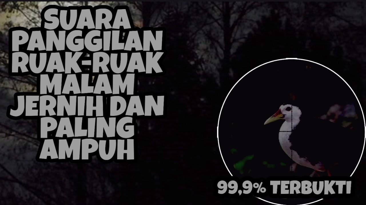 Suara pikat ruak ruak malam hari di jamin josss