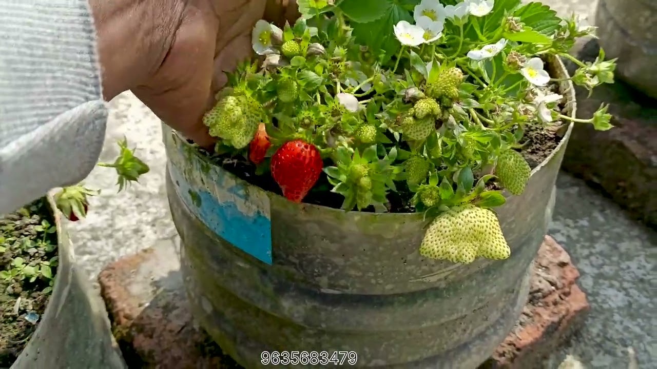 Complete care of strawberry plants