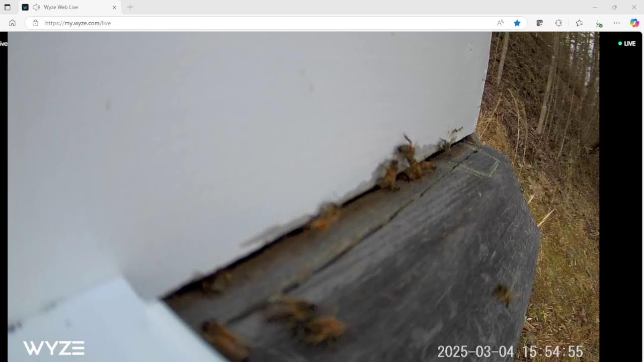 Honeybee Livestream #bee #beekeeping #savethebees #beekeeper #honey