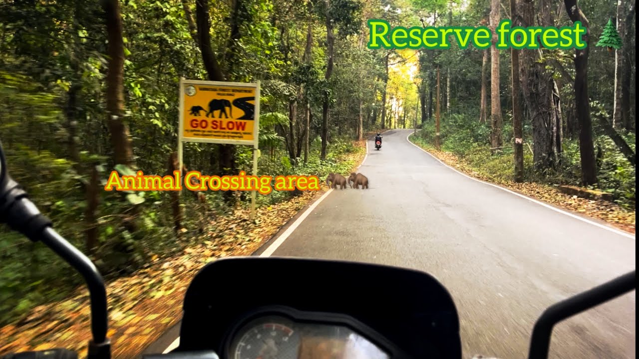 Solo bike ride bandadka to sulliya | reserve forest | in pulsar 150 |malayalam