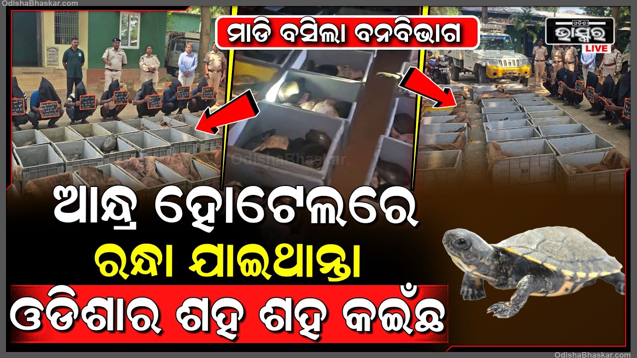ଆନ୍ଧ୍ର ହୋଟେଲରେ ରନ୍ଧା ଯାଇଥାନ୍ତା ଡିଶାର ଶହ ଶହ କଇଁଛ... ମାଡି ବସିଲା ବନବିଭାଗ...