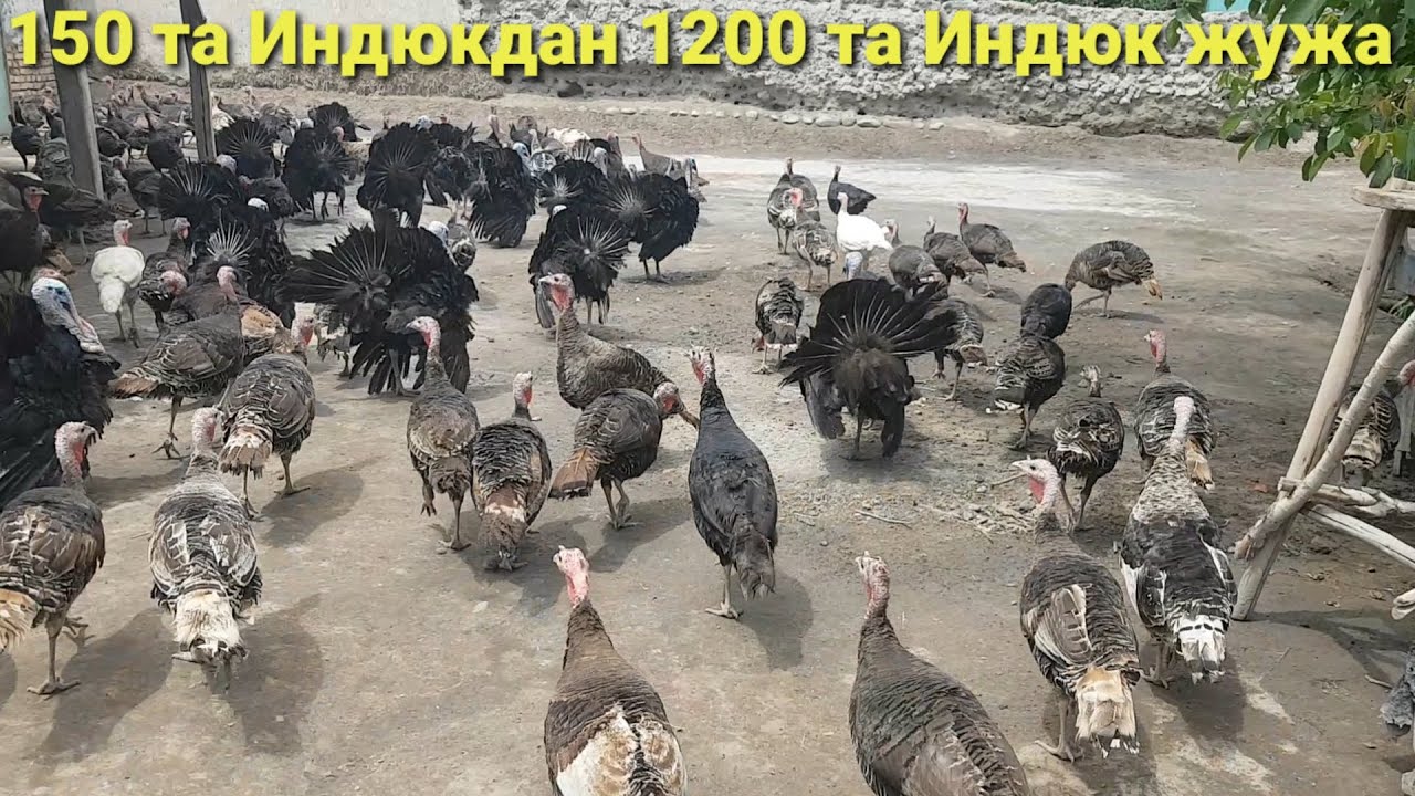 КУРКА (ИНДЮК) БОҚИБ БИЗНЕС ҚИЛАЁТГАН АКА УЙЛАРИДАН