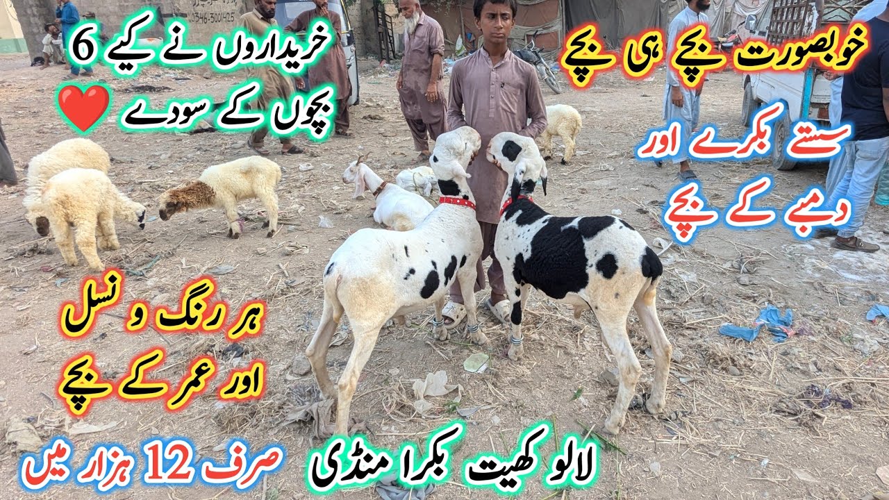 Lalukhet bakra mandi latest update l Larkana Dumba Kids l Bakri ke bacche l Bakra Mandi 2025 Karachi