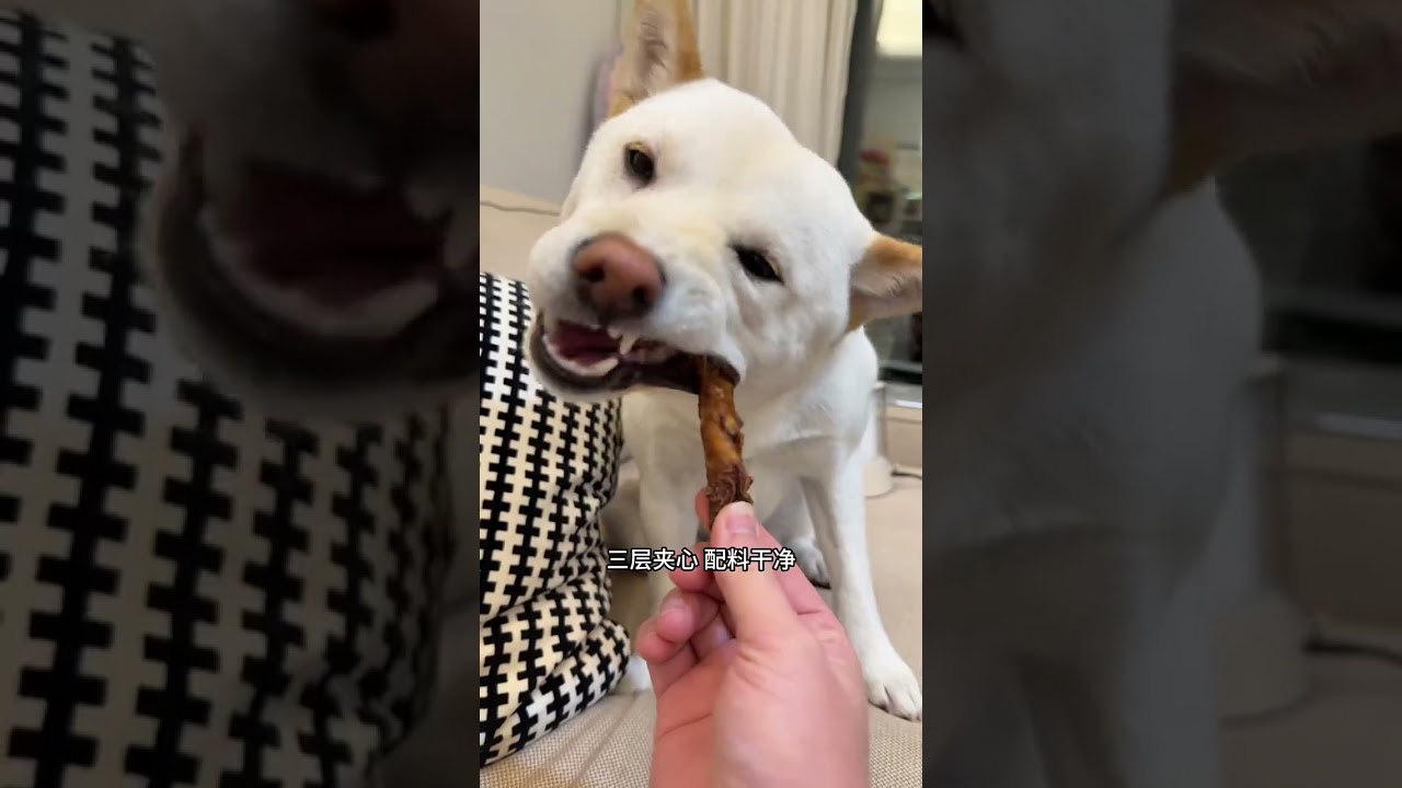 Unconditional Puppy Love: A World of Beauty Captured DogTeethingStickCute