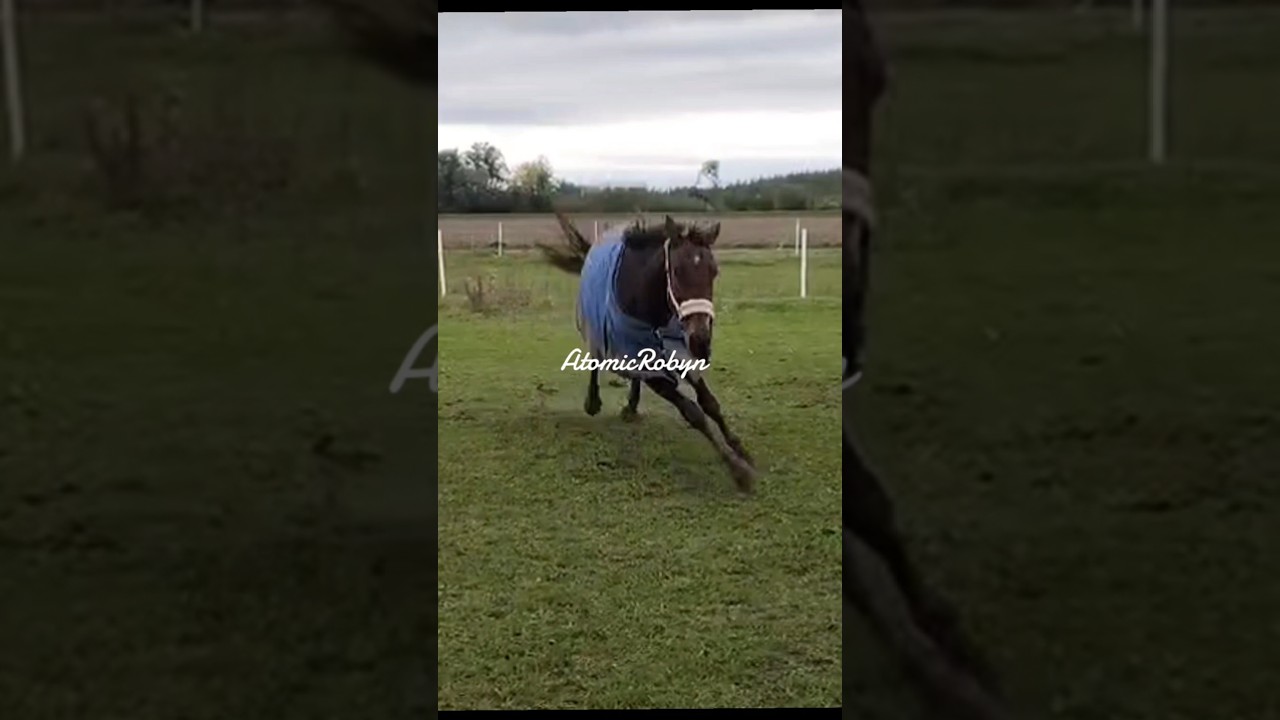 #horse
