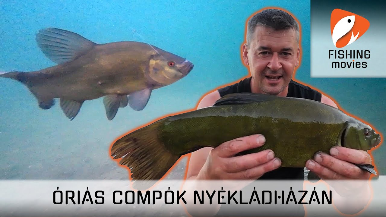 Óriás Compók Nyékládházán